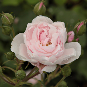 Pоза Блаш Ноазет - розов - Стари рози-Ноазетова роза